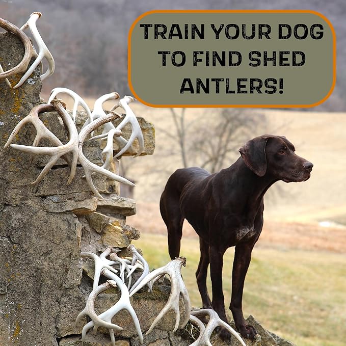 DogBone Shed Dog Training Instructional DVD (3+ Hours) | Dog Training Kit | Hunting Dog Accessories | Dog Scent Training Kit | Deer Hunting Accessories | Dog Training Tools