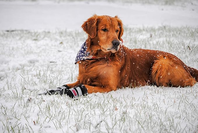 All Weather Neoprene Paw Protector Dog Boots with Reflective Straps in 5 Sizes! (Black Medium)