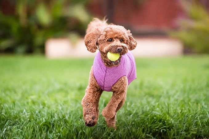 Goldpaw Dog Sun Shirt with UV Protection - Lightweight, Cooling Sun Protection Clothing for Dogs - Reduce Heat Absorption - Pet Clothes Made in The USA - Machine Washable - Violet - Size 10