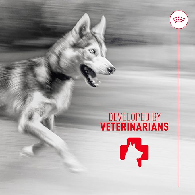 Royal Canin Joint Dog Supplement Soft Chews for Adult Dogs, 60 Count (Pack of 4)