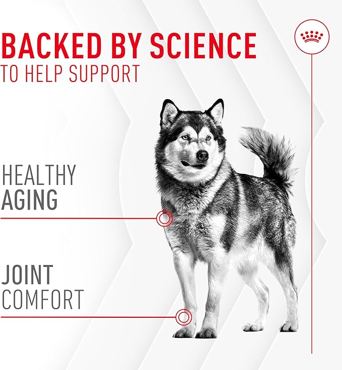 Royal Canin Joint Dog Supplement Soft Chews for Adult Dogs, 60 Count (Pack of 4)