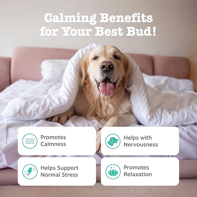 Zesty Paws Advanced Calming Soft Chews for Dogs - Composure & Relaxation for Everyday Stress & Separation + Thunderstorms - with Melatonin, Ashwagandha & L-Theanine - 90 Count