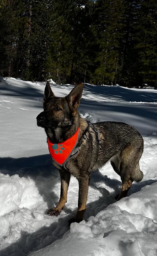 Bandana for Dogs. Blaze Orange Dog Scarf with Reflective Elements is a Perfect Pet Bandana Collar for Girl and Boy Dogs. Enhance Your Dog Walking Accessories with Our High-Visibility Handkerchief