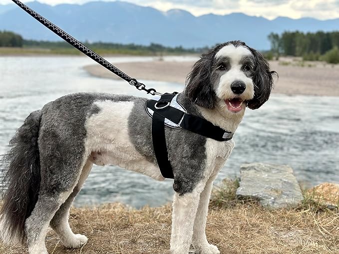 ShawnCo Essential Dog Harness, No-Pull Pet Vest with 3 Leash Clips, No Choke, Reflective, Adjustable and Padded, for Easy Walking and Training for Small, Medium and Large Dogs (Seafoam, XL)