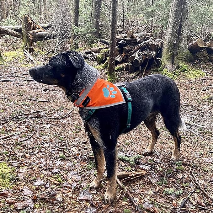 Bandana for Dogs. Blaze Orange Dog Scarf with Reflective Elements is a Perfect Pet Bandana Collar for Girl and Boy Dogs. Enhance Your Dog Walking Accessories with Our High-Visibility Handkerchief
