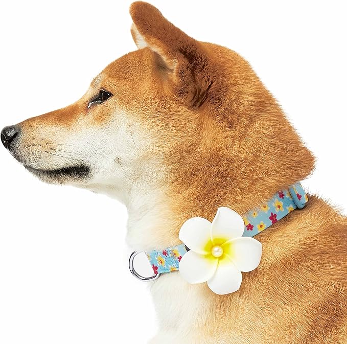 Blueberry Pet Fragrant Plumeria Adjustable Dog Collar with Detachable Accessory, Aqua, Medium, Neck 14.5"-20"