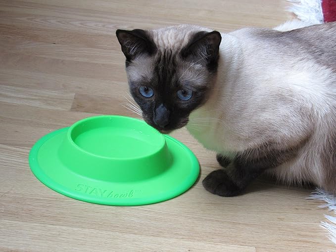 Pet Food and Water Bowl for Cats, Toy Breed Dogs, Bearded Dragons, Turtles, and Small Pets (3/4 Cup in Four Colors (Spring Green)