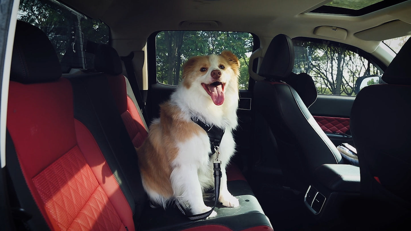 2 Piece Set Dog Seat Belt - Retractable Car Seatbelt | Pet Essentials - Image 8