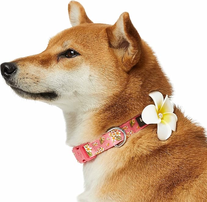Blueberry Pet Dog Collar, Adjustable Small Dog Collars for Small Dogs, Puppy Collar, Pink Dog Collar with Tropical Flower, Girl Dog Collars, Girl Dog Accessories, Collar for Dogs, 12"-16"