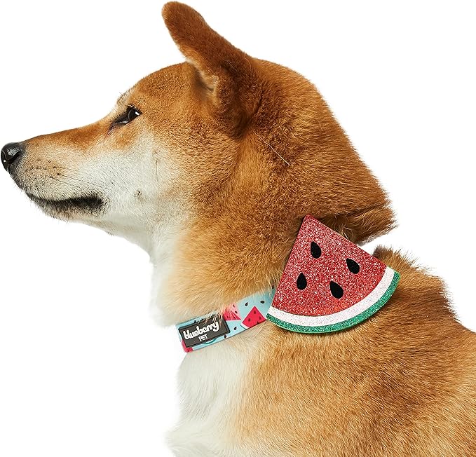 Blueberry Pet Summer Sparkle Dog Collar, Adjustable Small Size, Neck 12"-16", Zesty Fruit Watermelon Blue, Pet Collar with Detachable Accessory