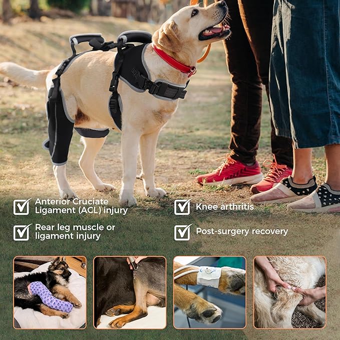 Dog Knee Support for ACL Tear Rehabilitation and Dislocated Patella -Adjustable Leg Support and Sufficient Breathability,Injury Recovery and Balance Assistance-Right Leg-XL Size