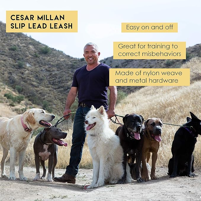 Cesar Millan Slip Lead Leash | Dog Leash | in Training Leash | (Regular, Black/Tan)
