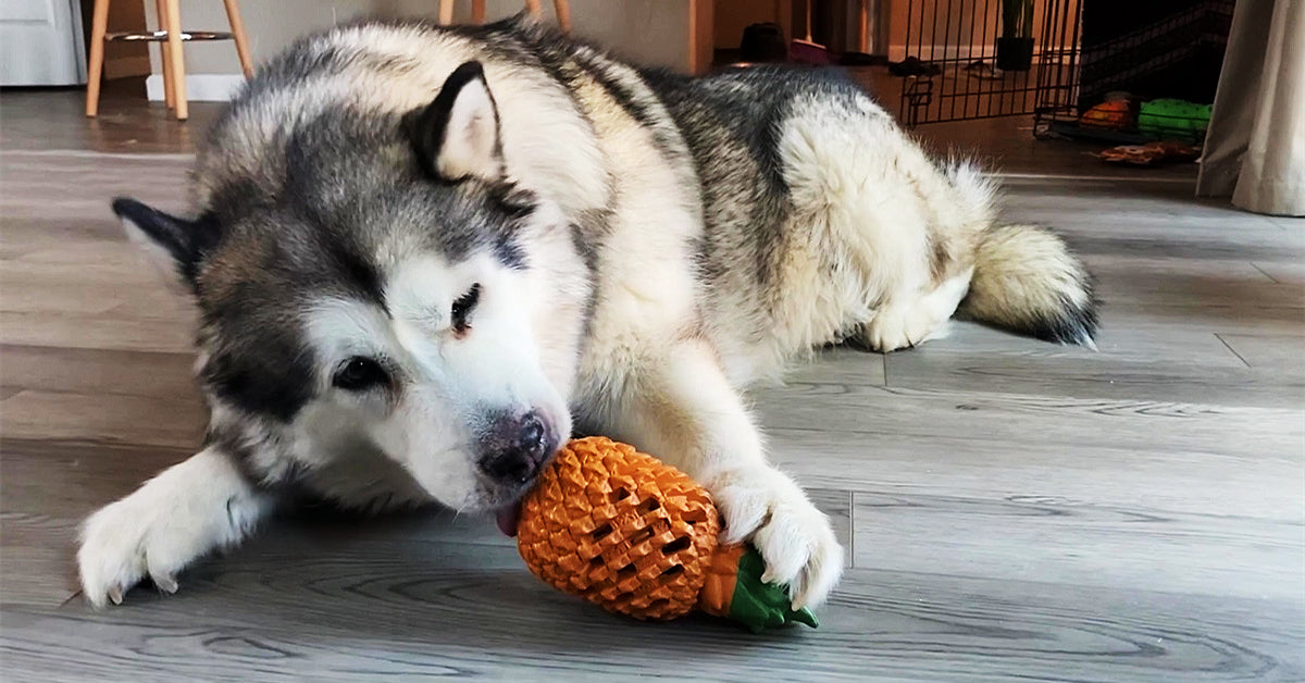 Upgrade Dog Toys for Large Dogs, Dog Chew Toys for M - Image 8
