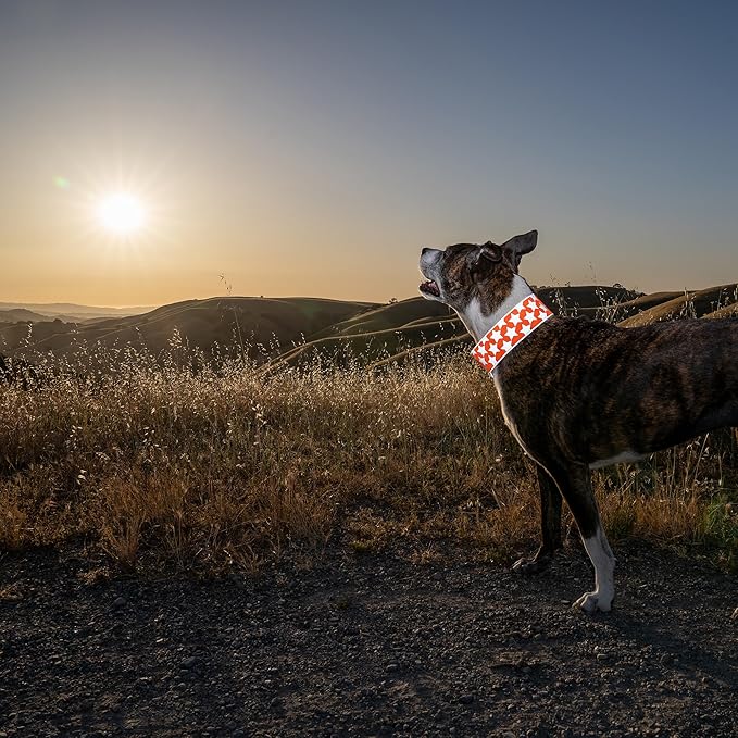 SafetyPUP XD Reflective Dog Collar – Blaze Orange Dog Collar, Adjustable Closure for a High Visibility Customizable Collar for Goats, Dogs, Deer, and Livestock. Reflective Stars Enhance Night Safety