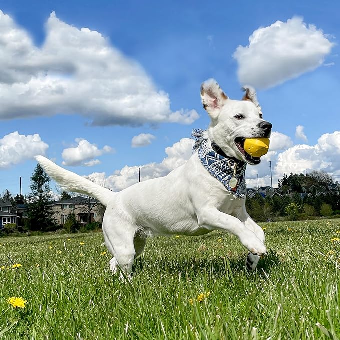 PROJECT HIVE ·PET COMPANY· - Hive Ball - Dog Balls - Toy for Large and Medium Breeds - Great for Fetch - Floats in Water - Durable and Tough for Aggressive chewers - Made in The USA
